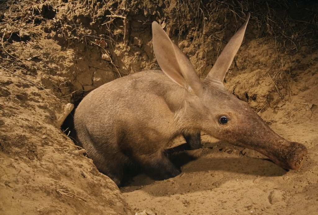 Aardvarks Facts Behaviors Lifespan Diet and How are Left