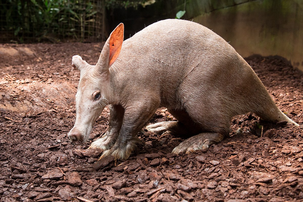 Aardvarks Facts, Behaviors, Lifespan, Diet and How are Left