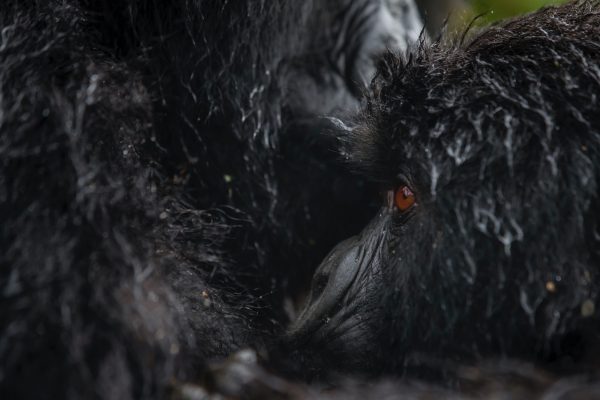 Gorilla Trekking in Volcanoes National Park