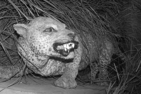 Zanzibar Leopard – Taxonomy, History, Conservation & More