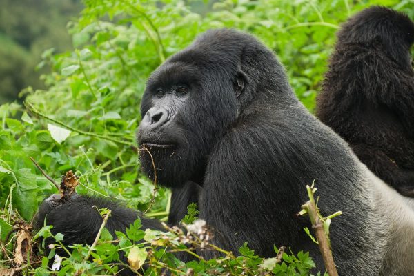 The Great Apes of Uganda and Rwanda
