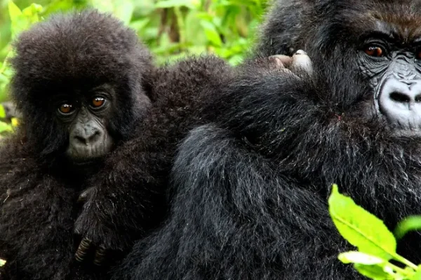 Gorillas of Rwanda