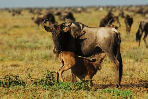 Calving Season in the Serengeti