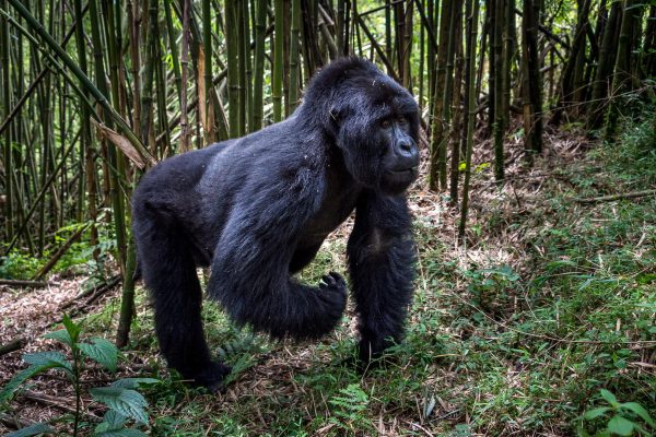 Fly-in Rwanda Gorilla Trek