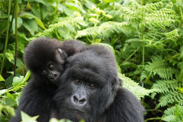 Fly-in Rwanda Gorilla Trek