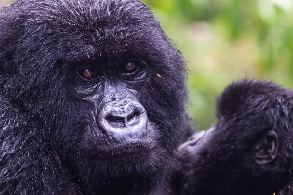 Nyungwe Lake Kivu Gorillas Itinerary