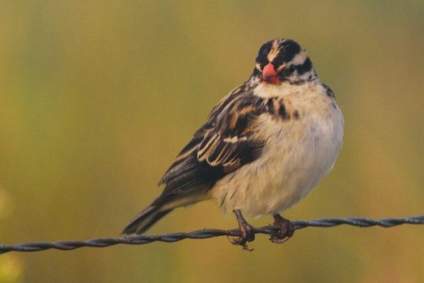 SOUTHERN TANZANIA BIRDING TOUR