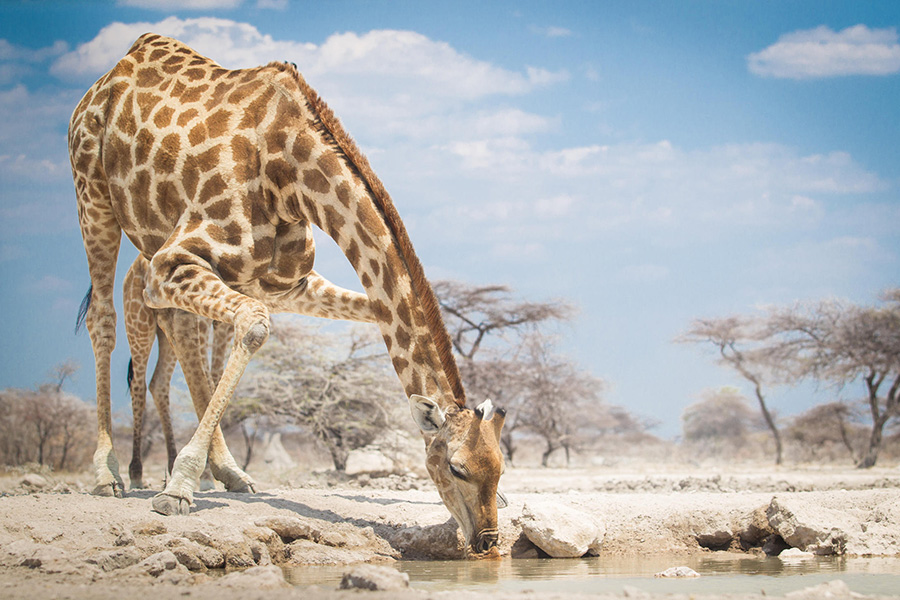 Namibia's Etosha Damaraland And Sossusvlei Fly-In Itinerary