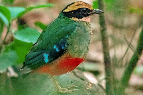 Birding in Congo.