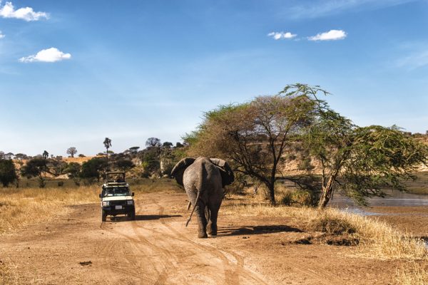 Masai Mara And Serengeti Safari